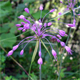 Allium carinatum