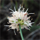 Allium ochroleucum