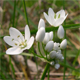 Allium neapolitanum