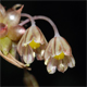 Allium oleraceum