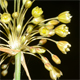 Allium longispathum