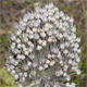 Allium polyanthum