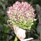 Allium sativum