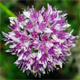 Allium lusitanicum