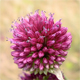 Allium sphaerocephalon