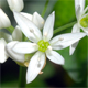 Allium ursinum