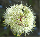 Allium victorialis