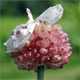 Allium vineale