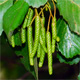 Alnus glutinosa