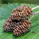 Alnus alnobetula