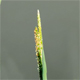 Alopecurus aequalis