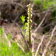 Alopecurus myosuroides