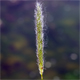 Alopecurus pratensis