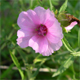 Althaea cannabina