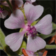 Althaea officinalis