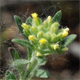 Alyssum alyssoides