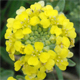 Alyssum montanum