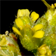 Alyssum simplex