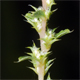 Amaranthus albus