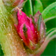 Amaranthus blitoides