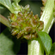 Amaranthus blitum