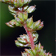 Amaranthus deflexus