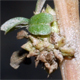 Amaranthus emarginatus