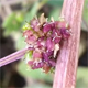 Amaranthus graecizans