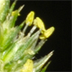 Amaranthus palmeri