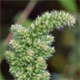 Amaranthus powellii