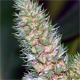 Amaranthus retroflexus