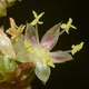 Amaranthus tuberculatus