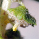 Ambrosia artemisiifolia