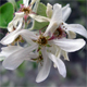 Amelanchier ovalis