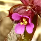 Ammannia coccinea