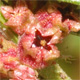 Ammannia verticillata
