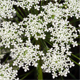 Ammi majus