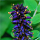 Amorpha fruticosa