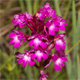 Anacamptis berica