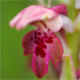 Anacamptis coriophora