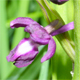 Anacamptis laxiflora