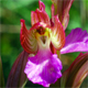 Anacamptis papilionacea