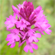 Anacamptis pyramidalis