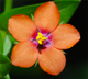 Lysimachia arvensis