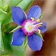 Lysimachia foemina