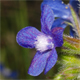 Anchusa azurea