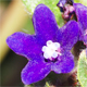 Anchusa officinalis