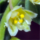Andrachne telephioides