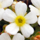 Androsace hausmannii