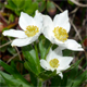 Anemonastrum narcissiflorum
